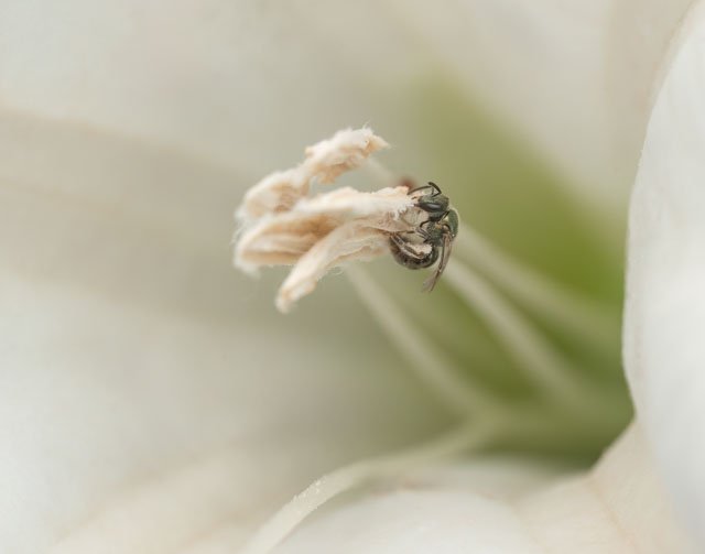 Sweat Bee - Mika Geiger