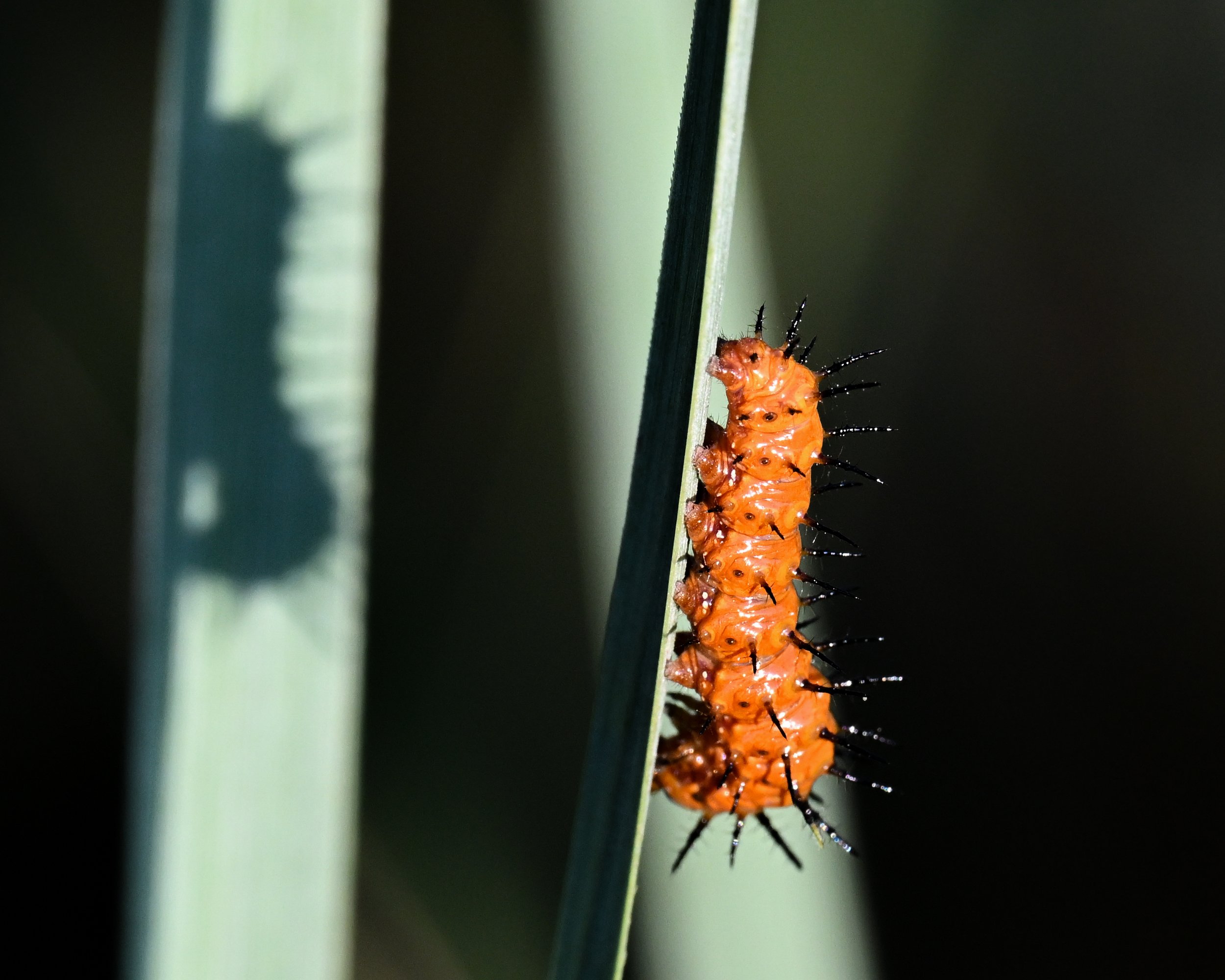 Gulf Fritillary Caterpillar