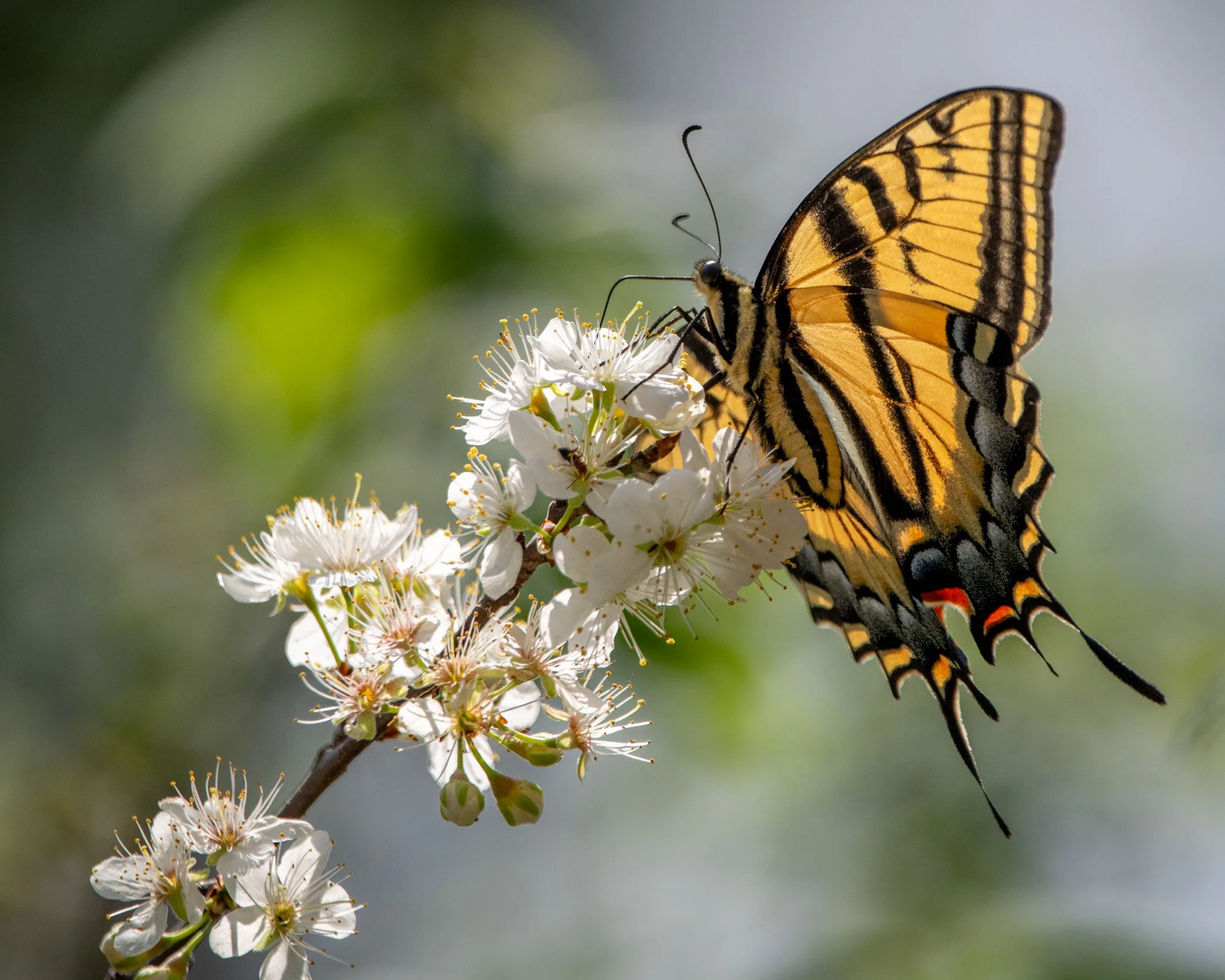 Tiger Swallowtail