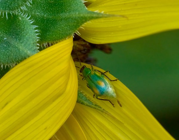 Diabrotica longicornis - Dwayne Mann