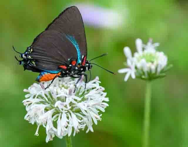 Purple Hairstreak - Katherine Daniels