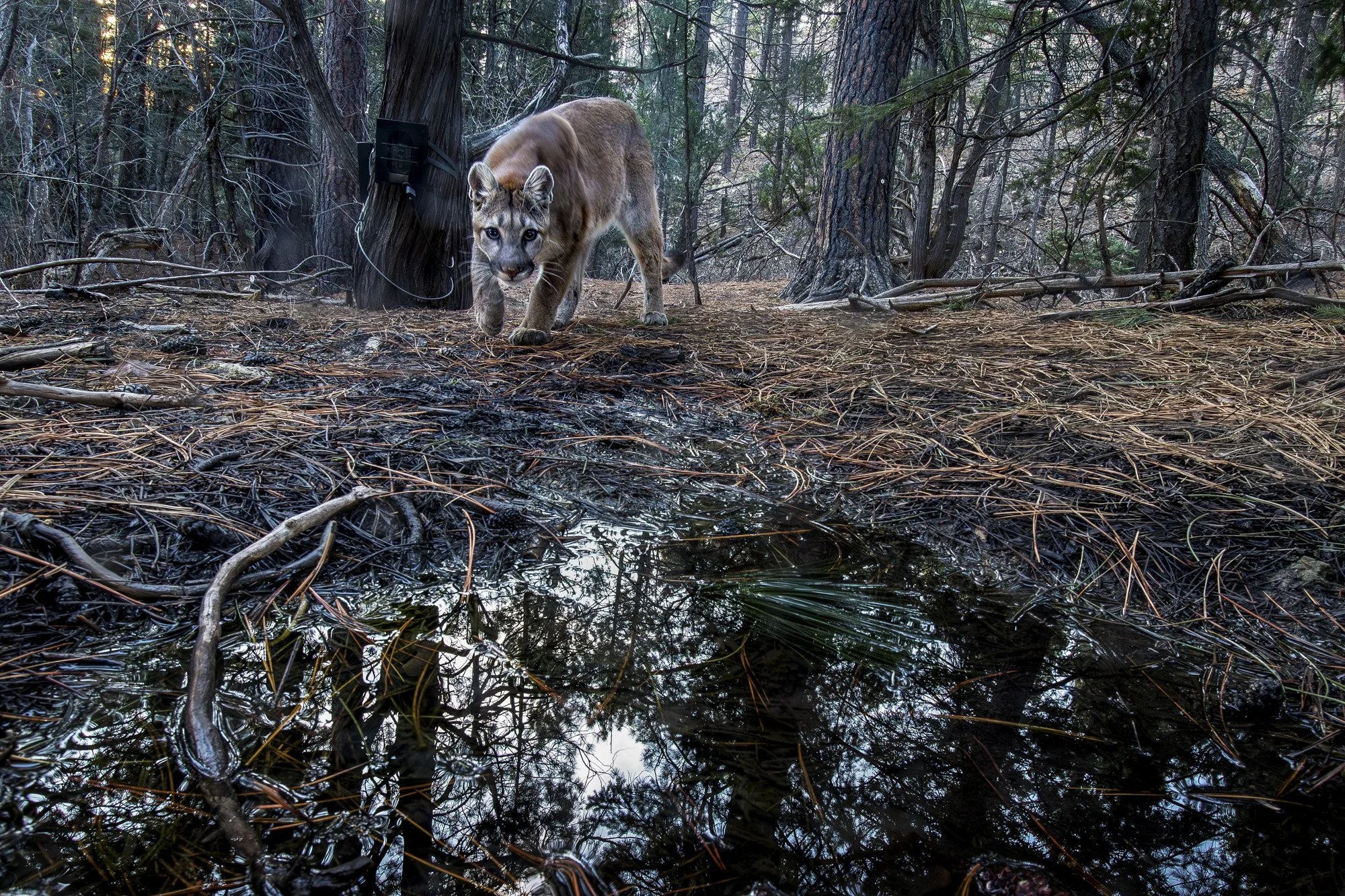 Panther, Mountain Lion (Christina Selby)