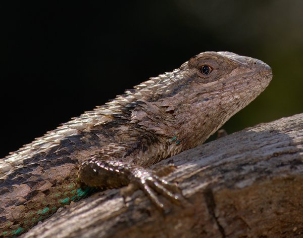 Texas Spiny Lizard - Dwayne Mann