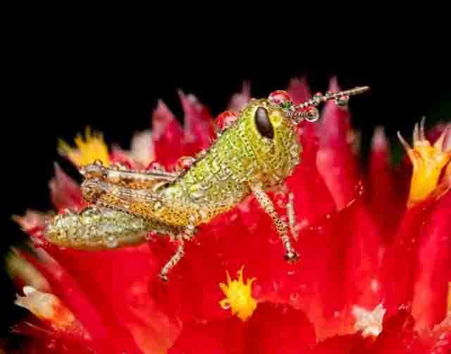 American Bird Grasshopper - Mika Geiger
