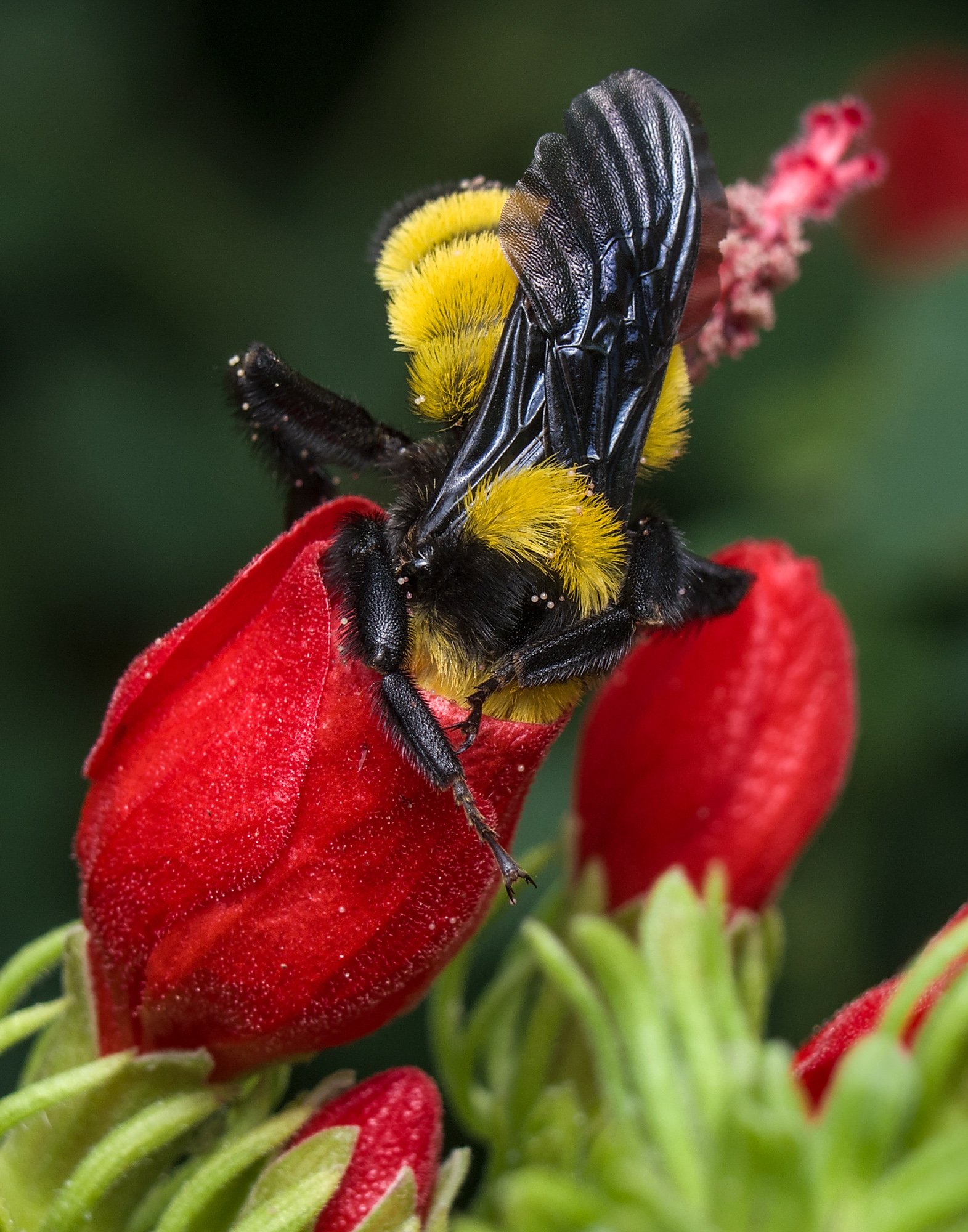 Sonoran Bumblebee - Vince VanderHeijden
