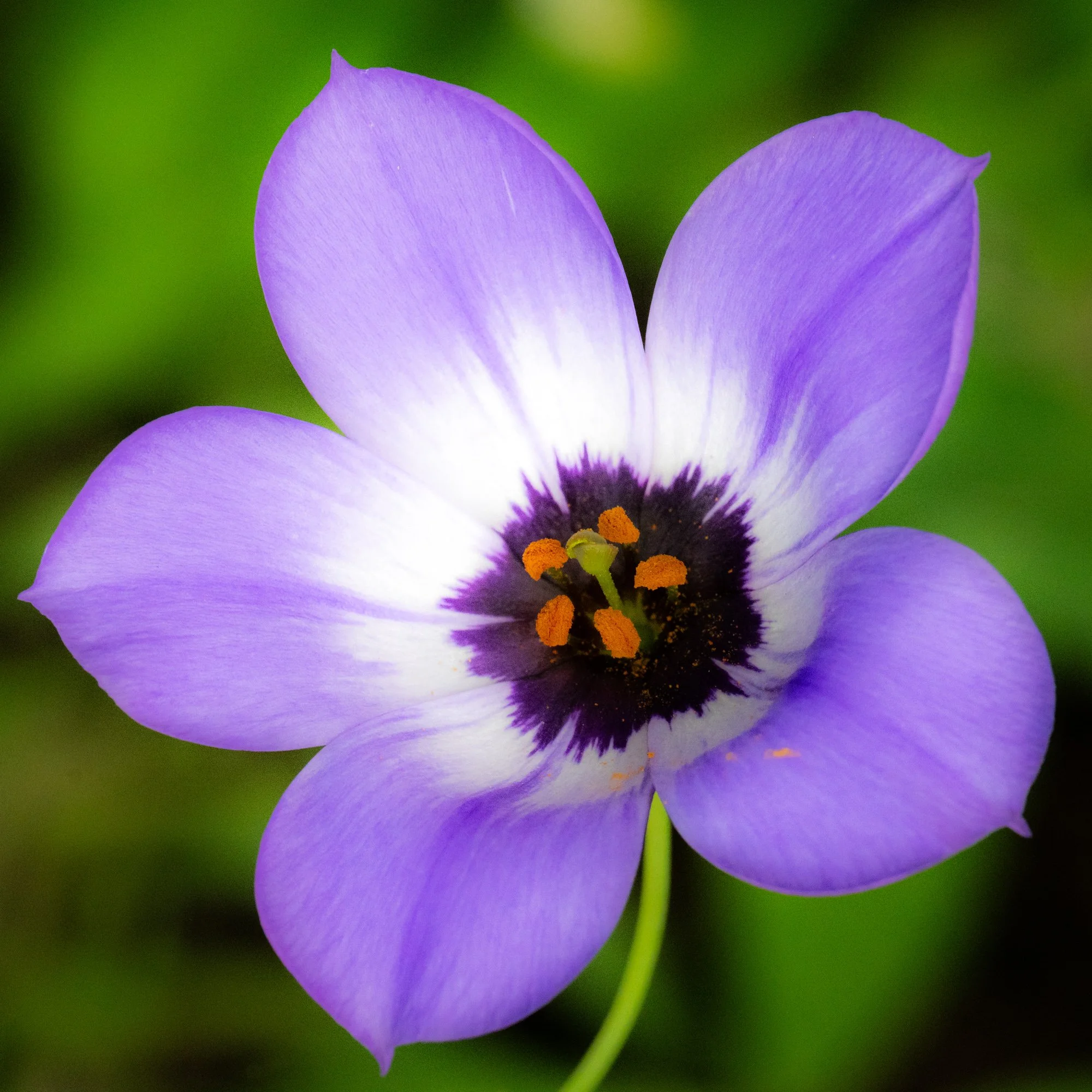 Bluebell (David Cook)