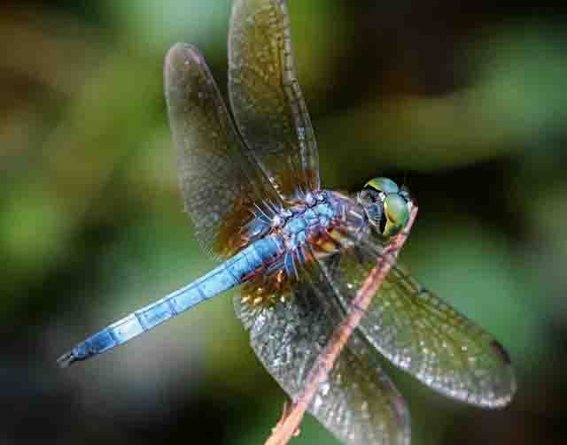 Blue Dasher - Cydney Wehner