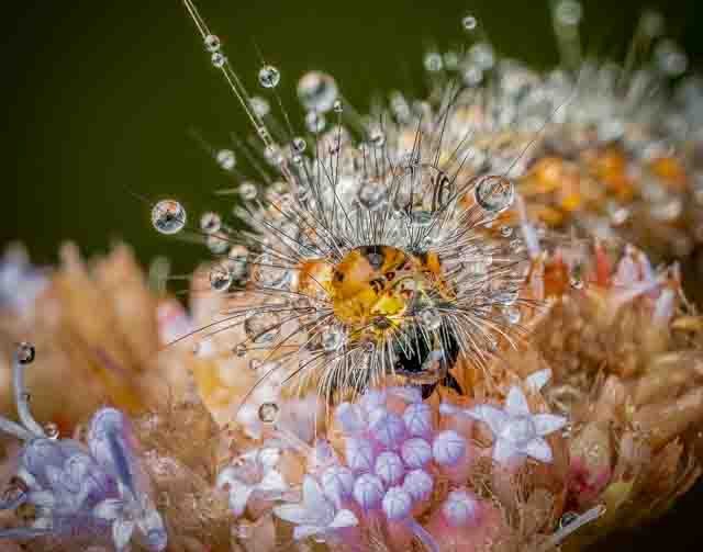 Salt Marsh Moth Caterpillar - Mika Geiger