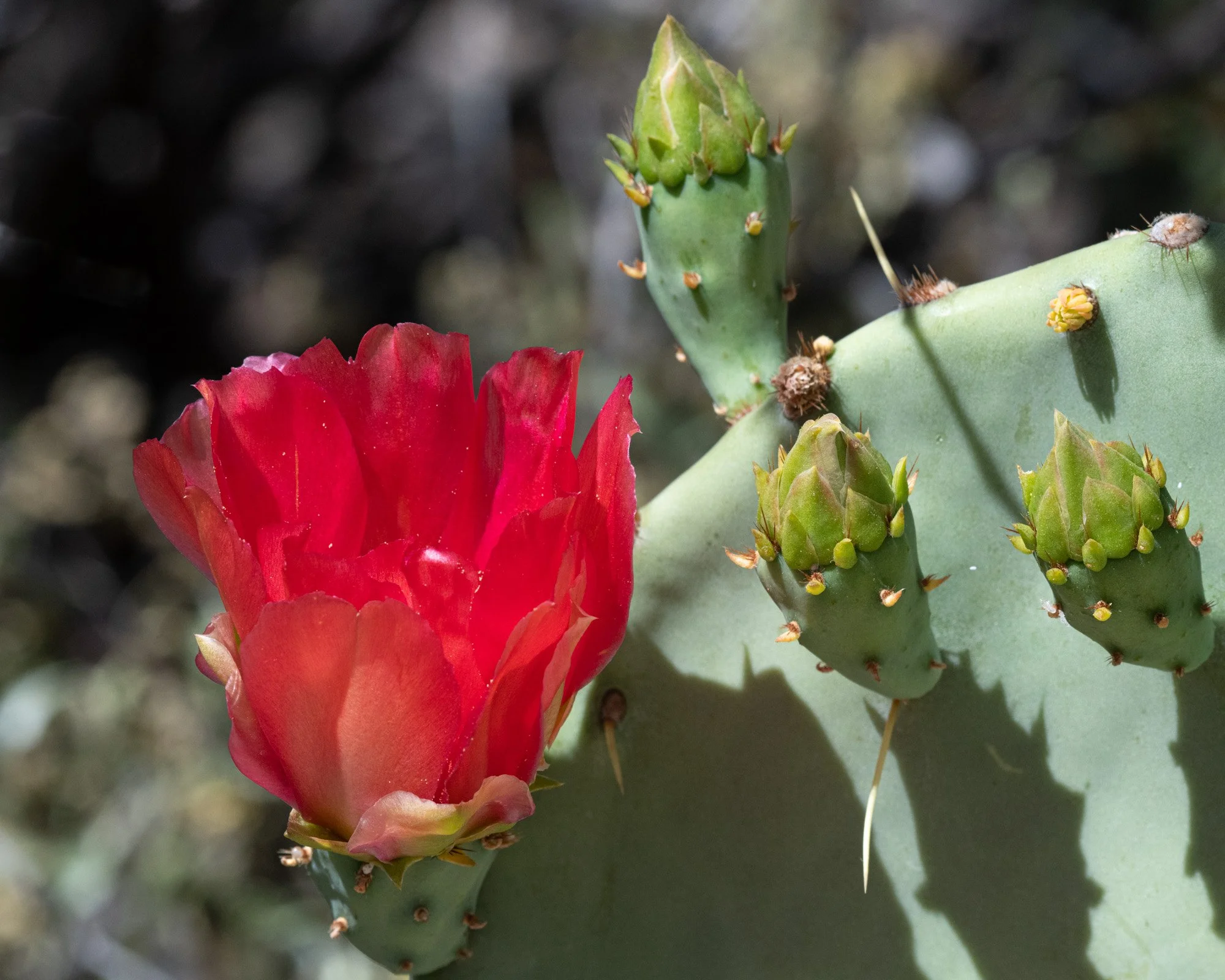 Prickly Pear