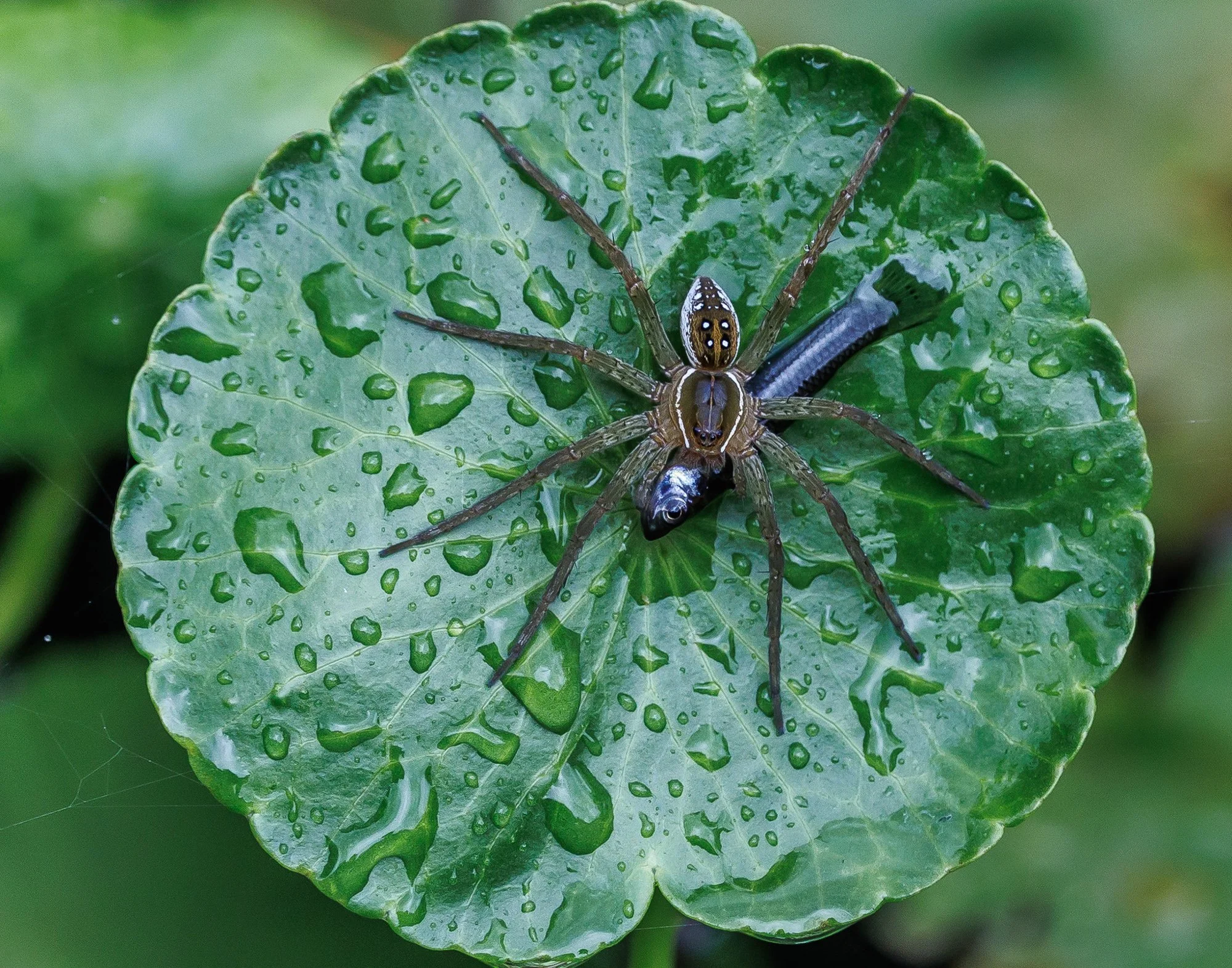 Fishing Spider - Beth Kirkhart