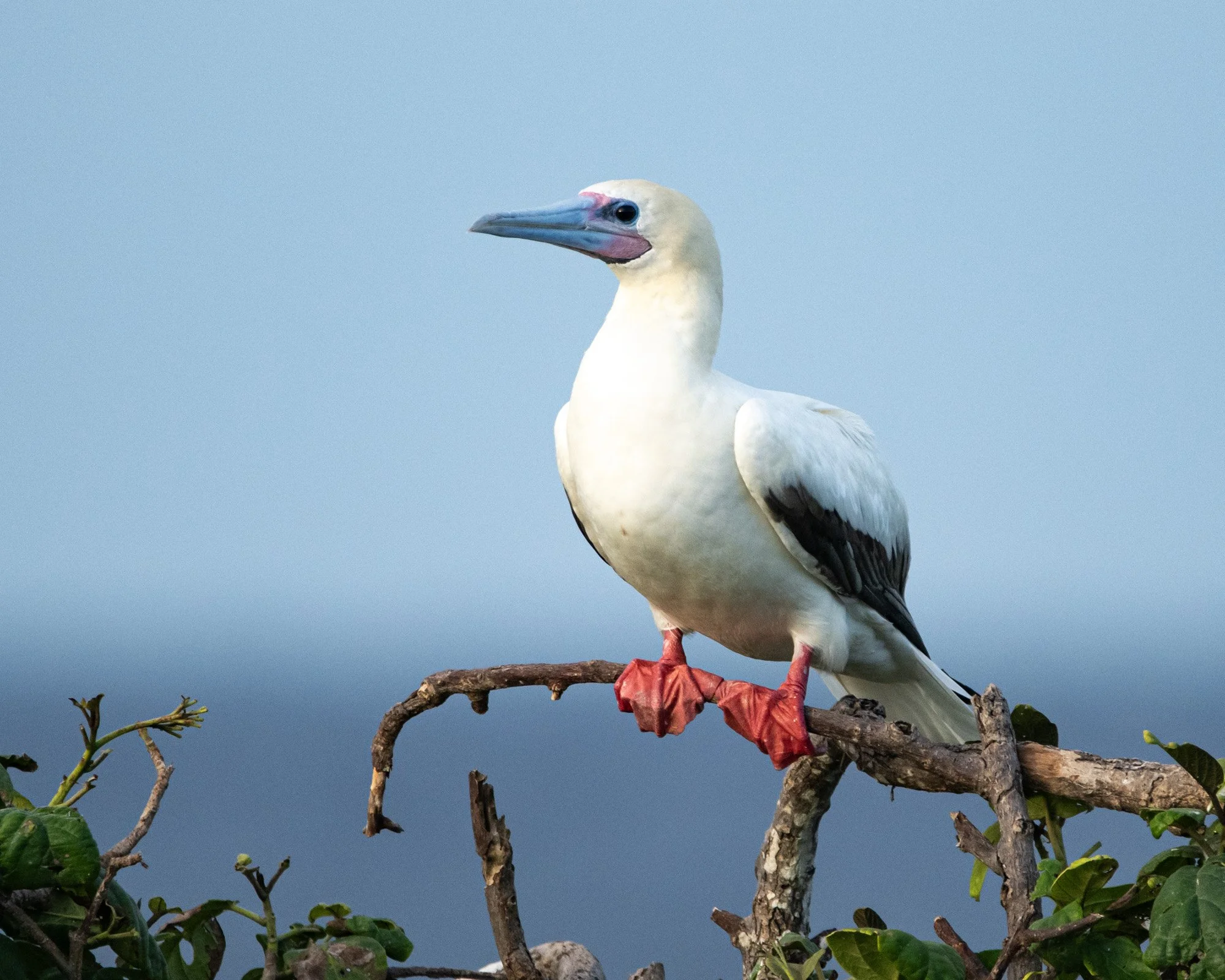 Red-footed Boobie