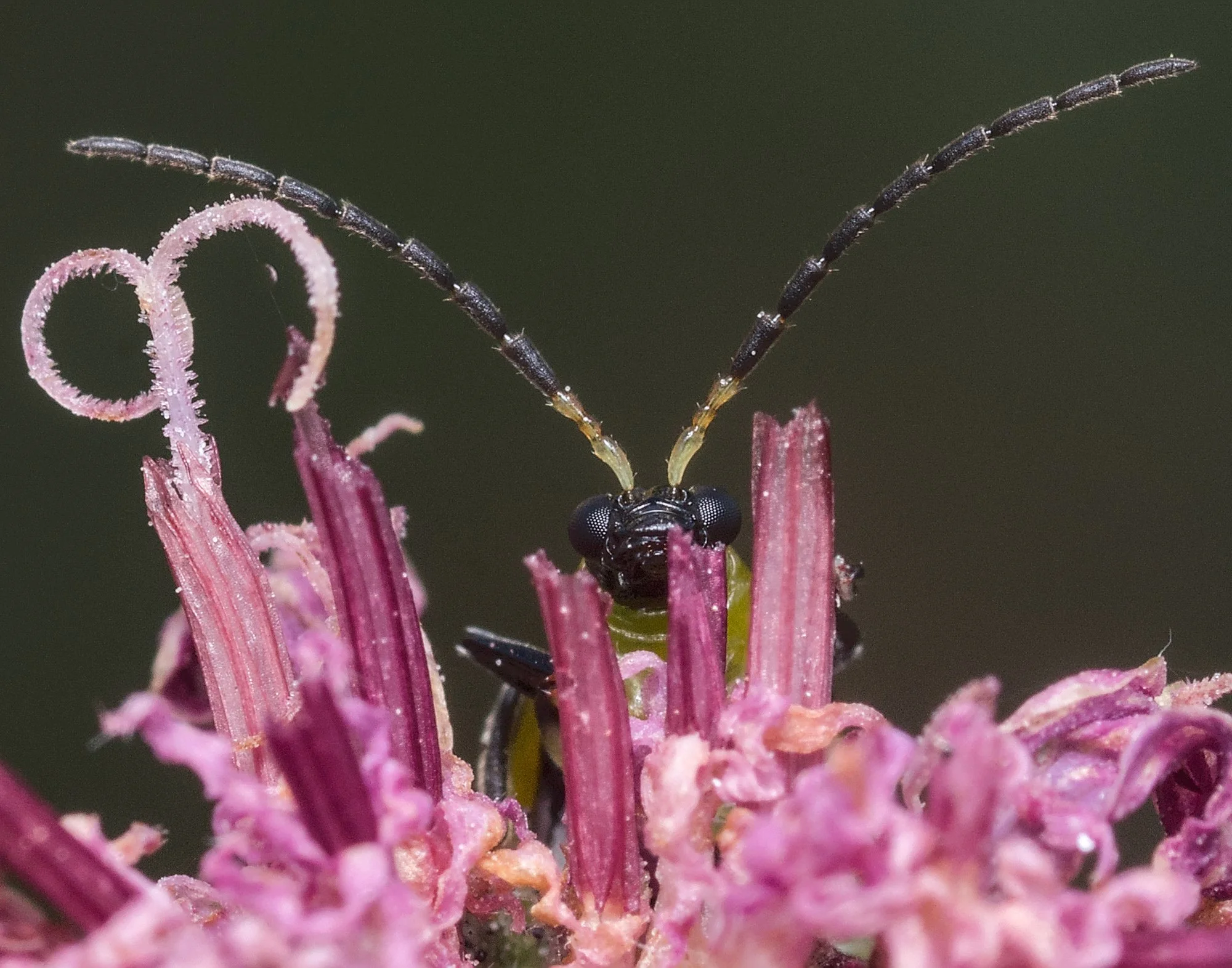 Spotted Cucumber Beetle - Vince VanderHeijden