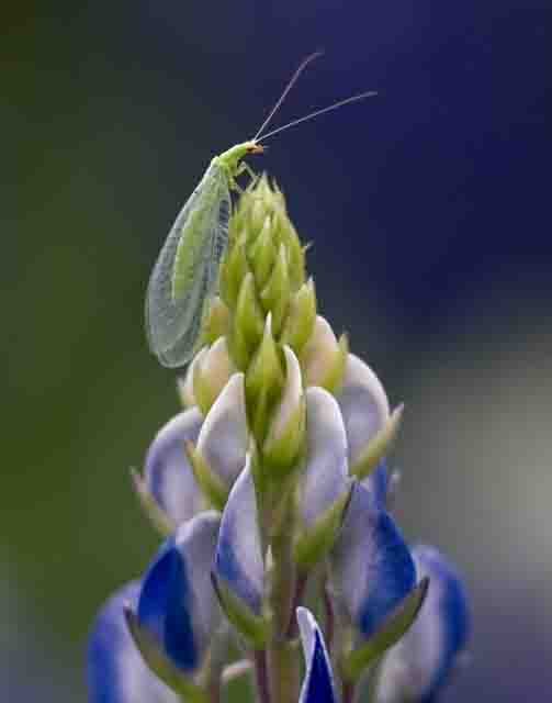 Green Lacewing - David Cook