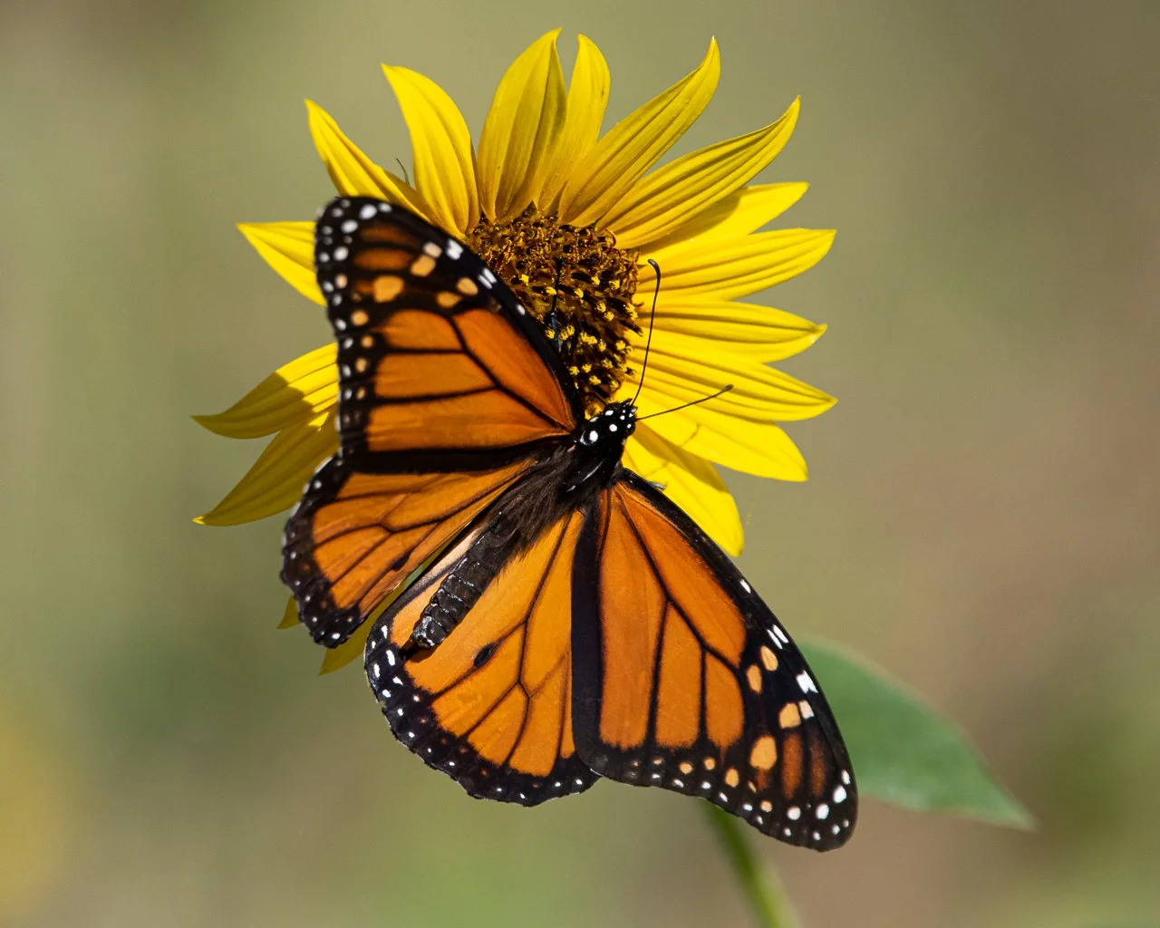 Monarch