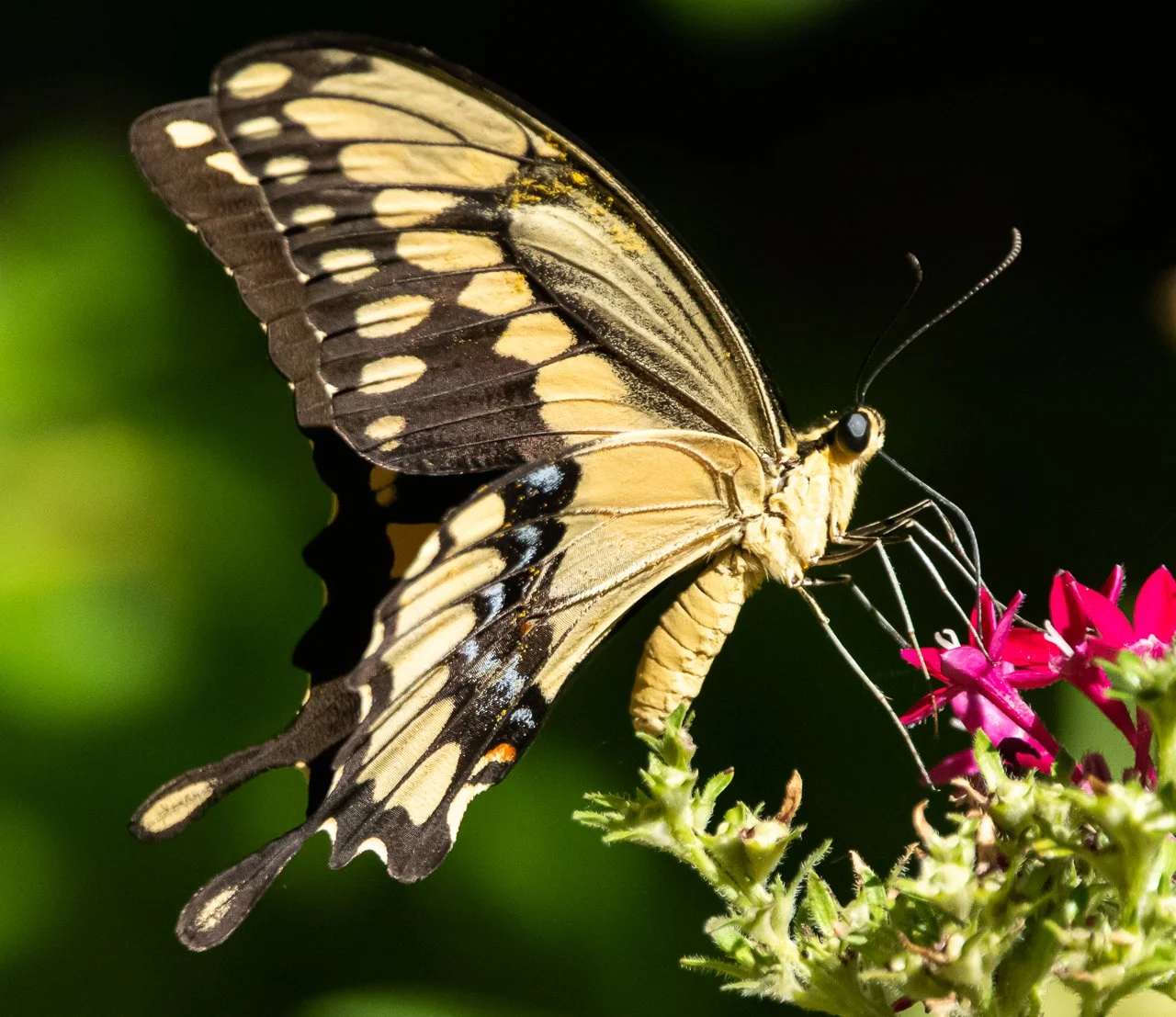 Eastern Giant Swallowtail