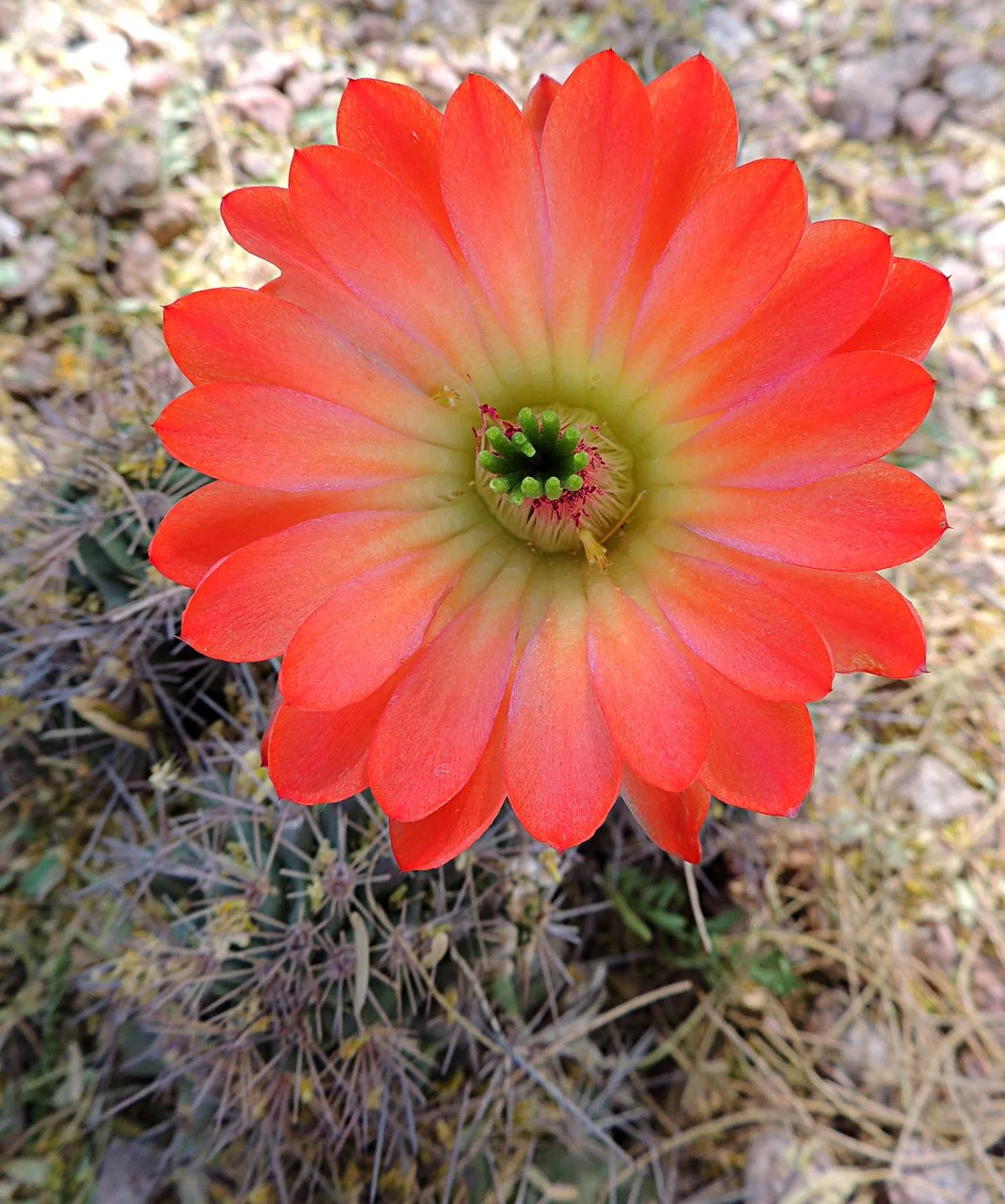 Claret Cup Cactus