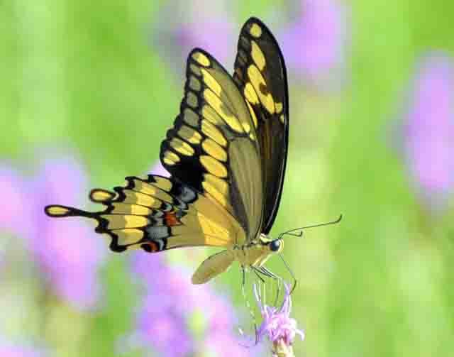 Giant Swallowtail - Joe Fernandes