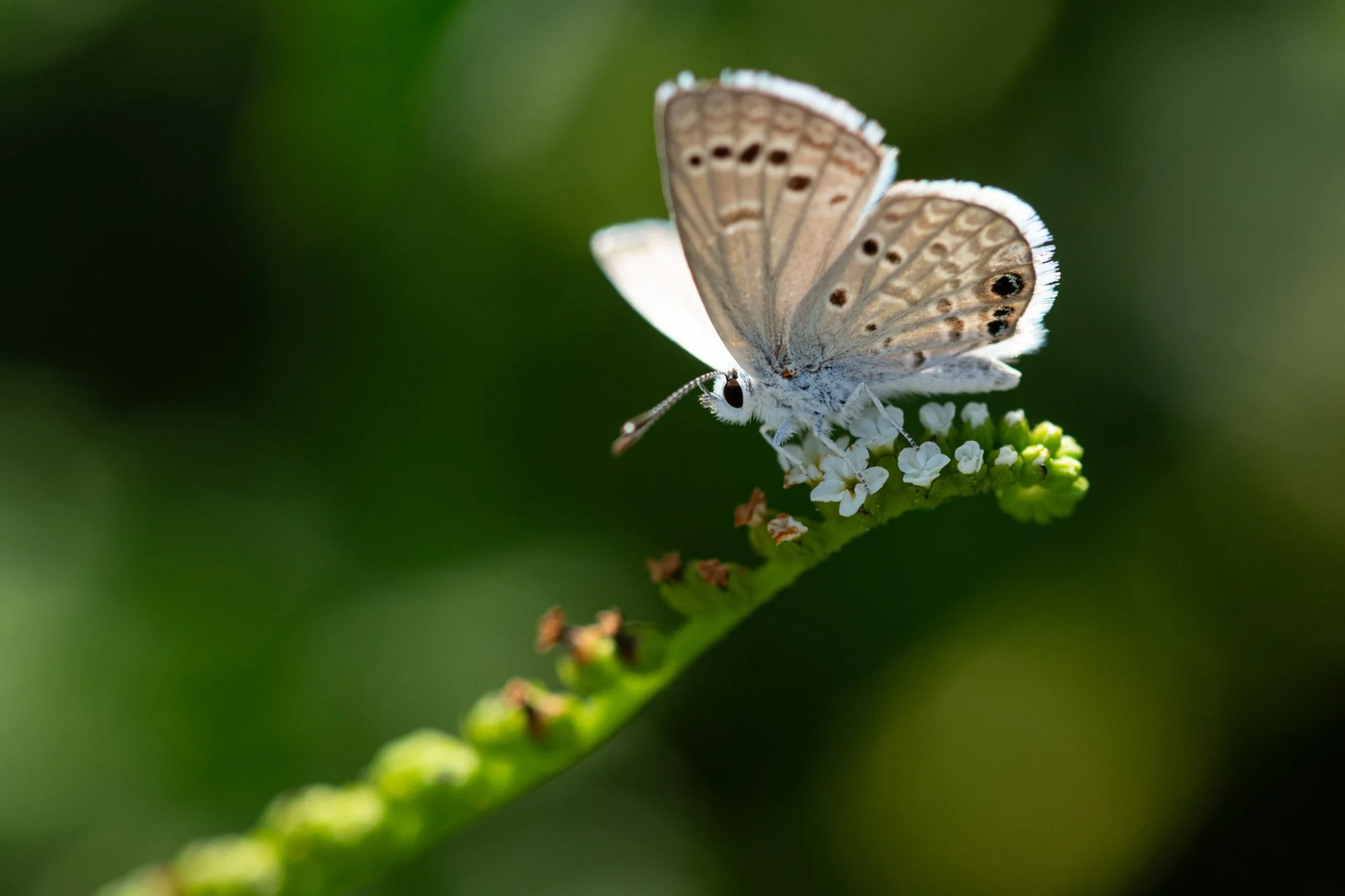 Reikert's Blue