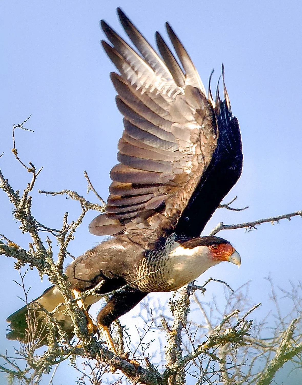 Crested Caracara - George Ward