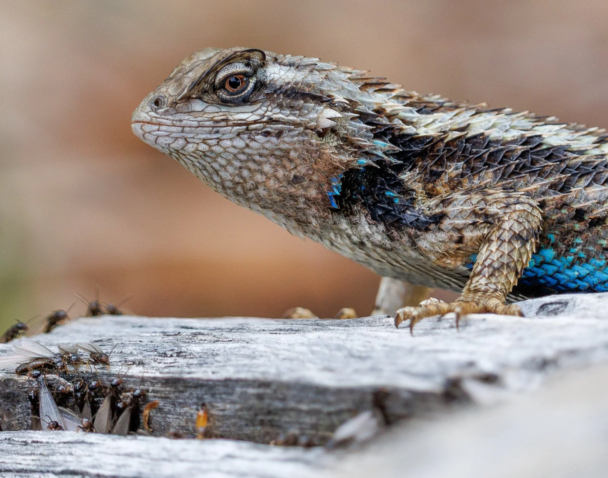 Texas Spiny Lizard - Beth Kirkhart