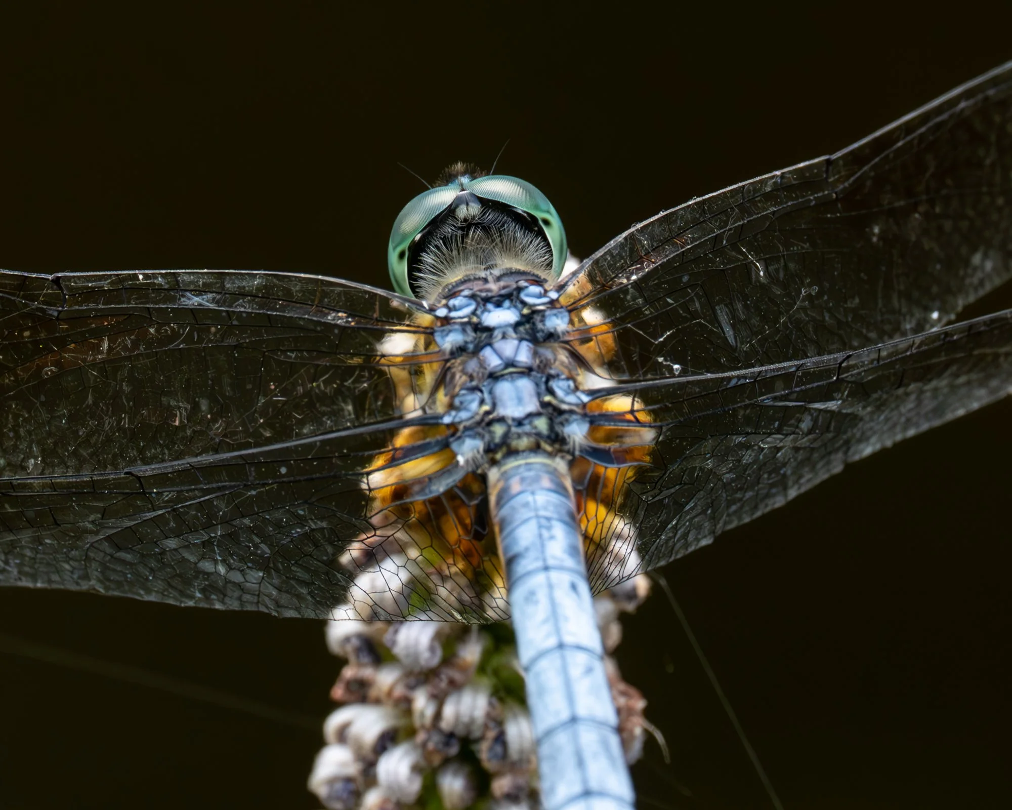 Blue Dasher
