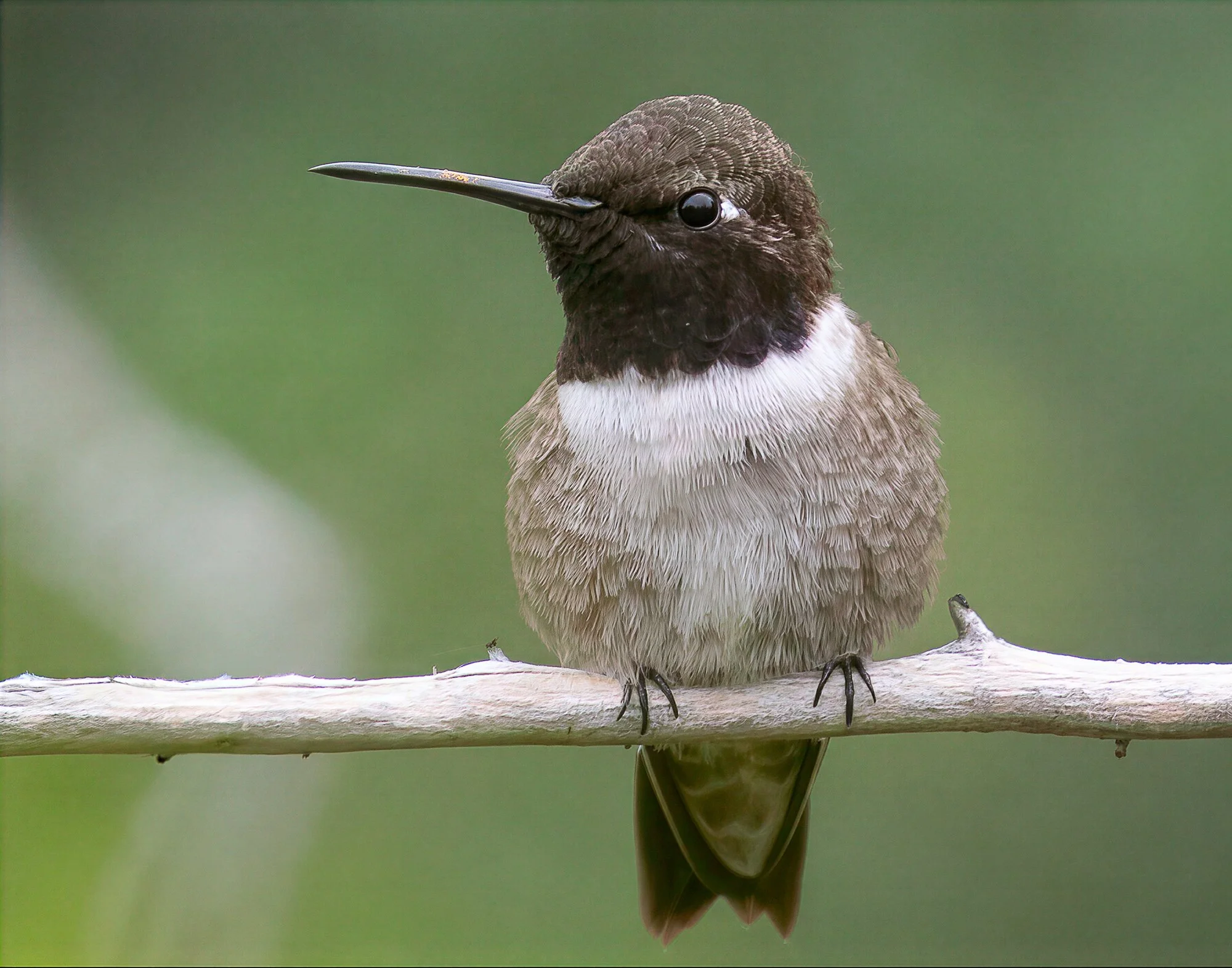 Black-chinned Hummingbird - Yvonne Karnath