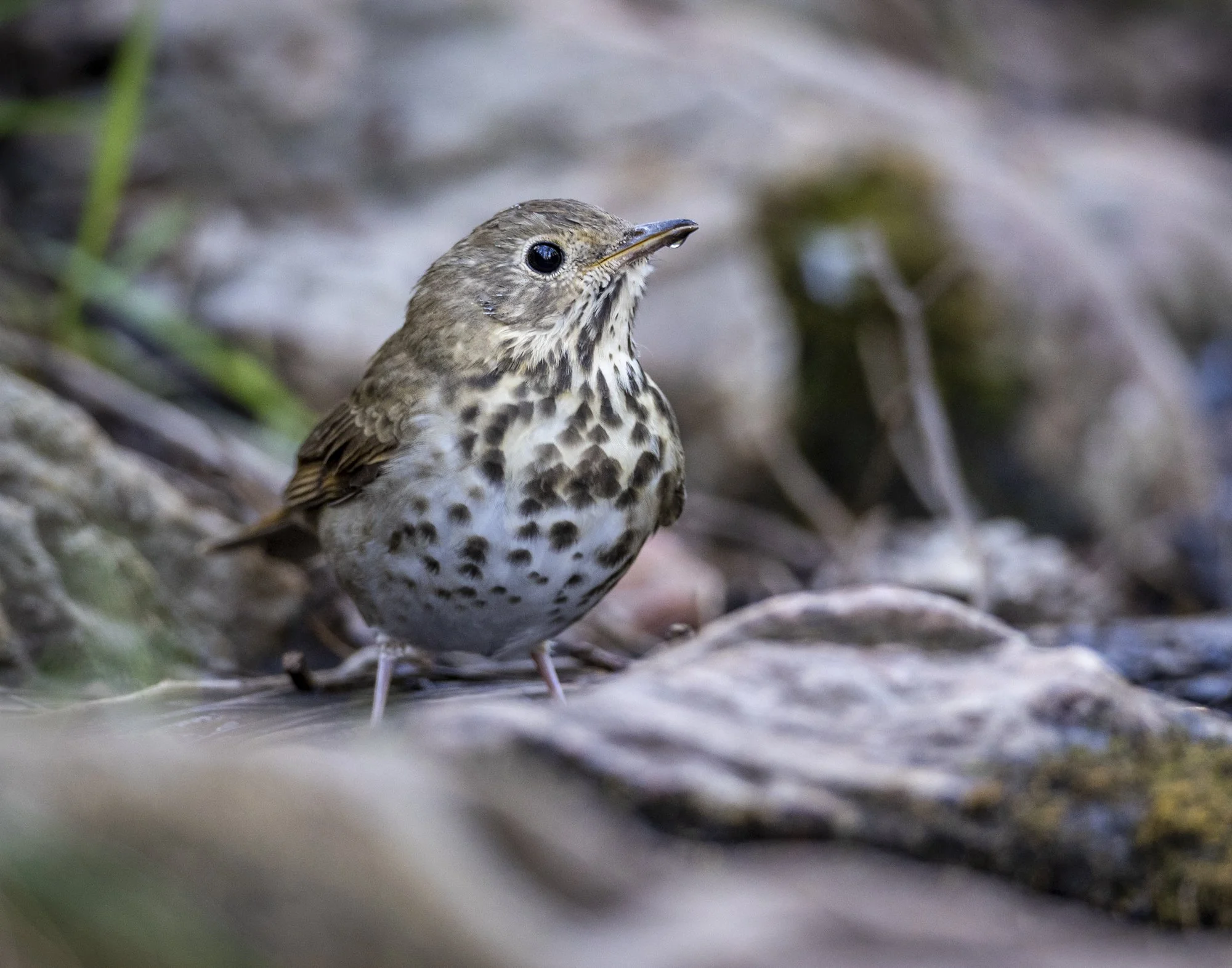 Thrush, Hermit (David Cook)