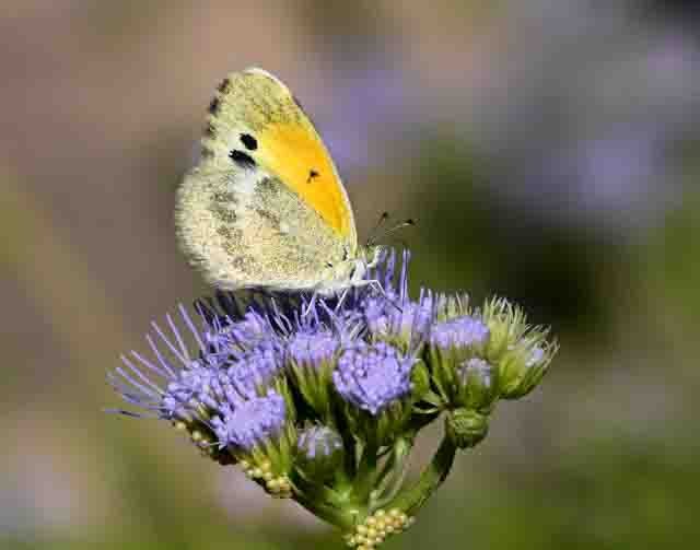 Dainty Sulphur - David Cook