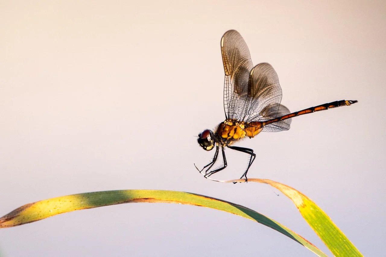 Four-spotted Pennant