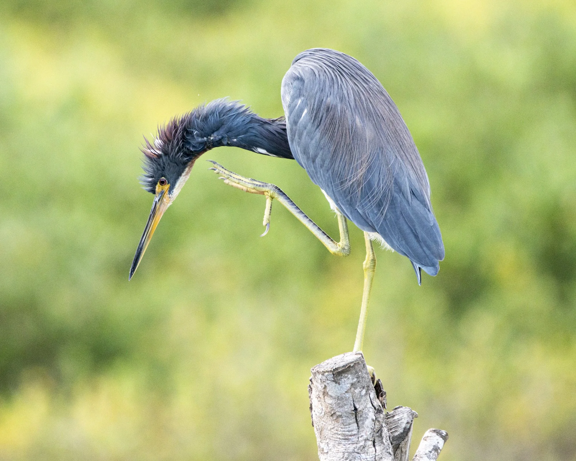 Heron, Tricolored (David Cook)