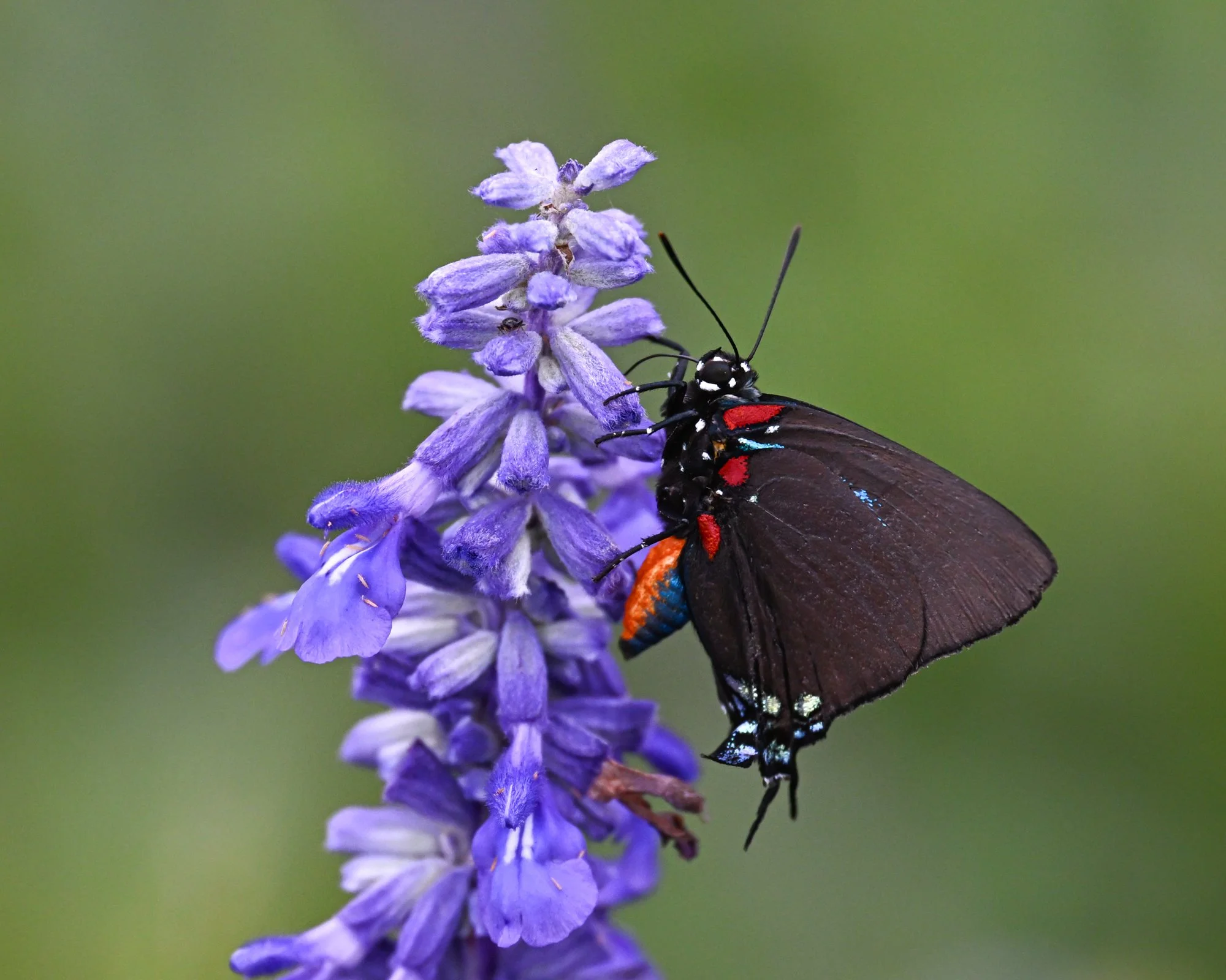 Great Purple Hairstreak