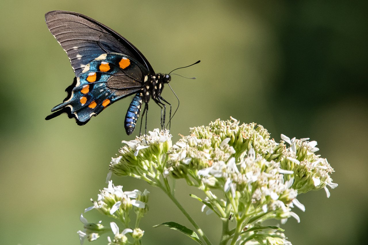 Pipevine Swallowtail