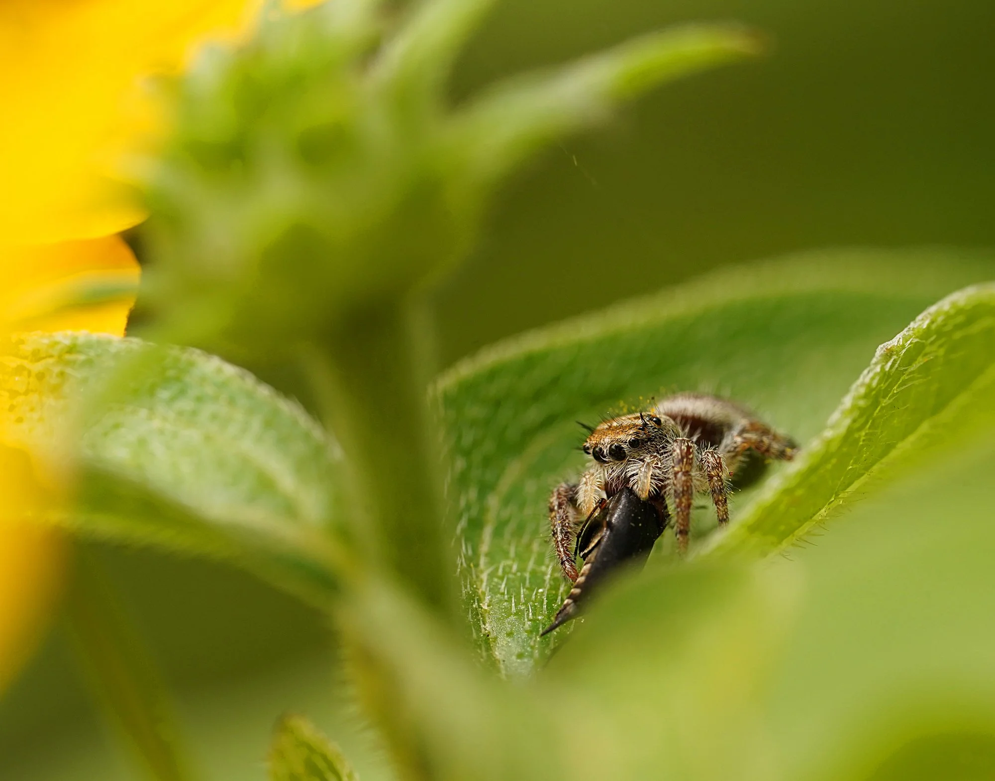 Jumping Spider and Beetle - Deana Dosey