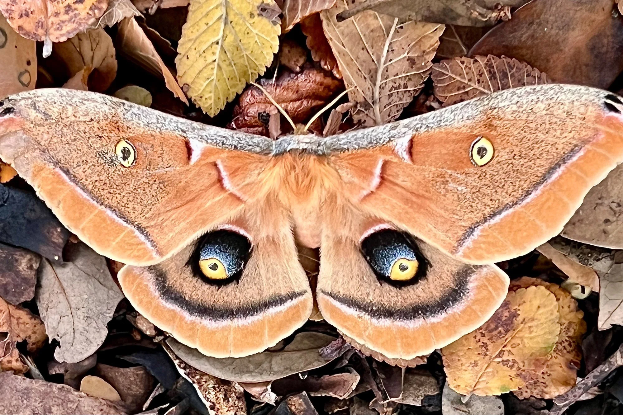 Polyphemus Moth - George Ward