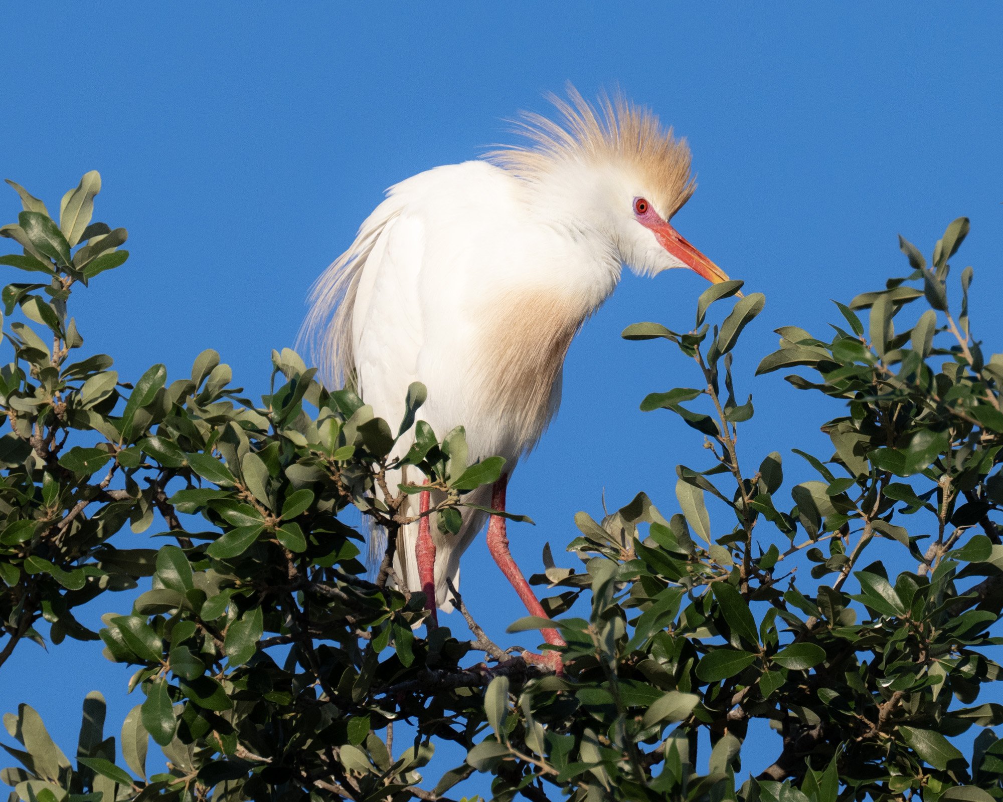 Cattle Egret