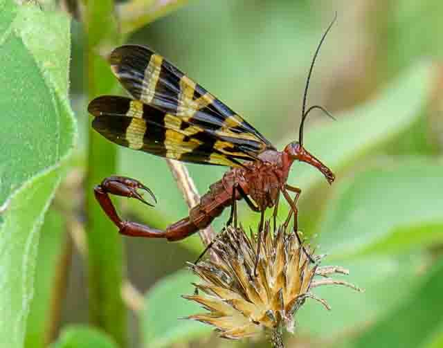 Scorpionfly - Katherine Daniels