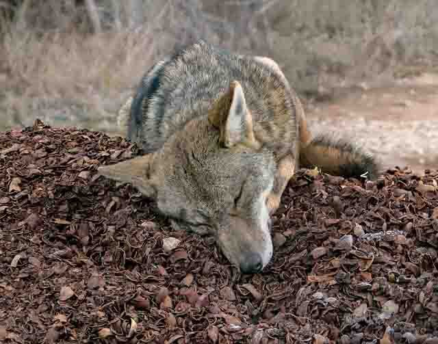 Coyote - Val Bugh