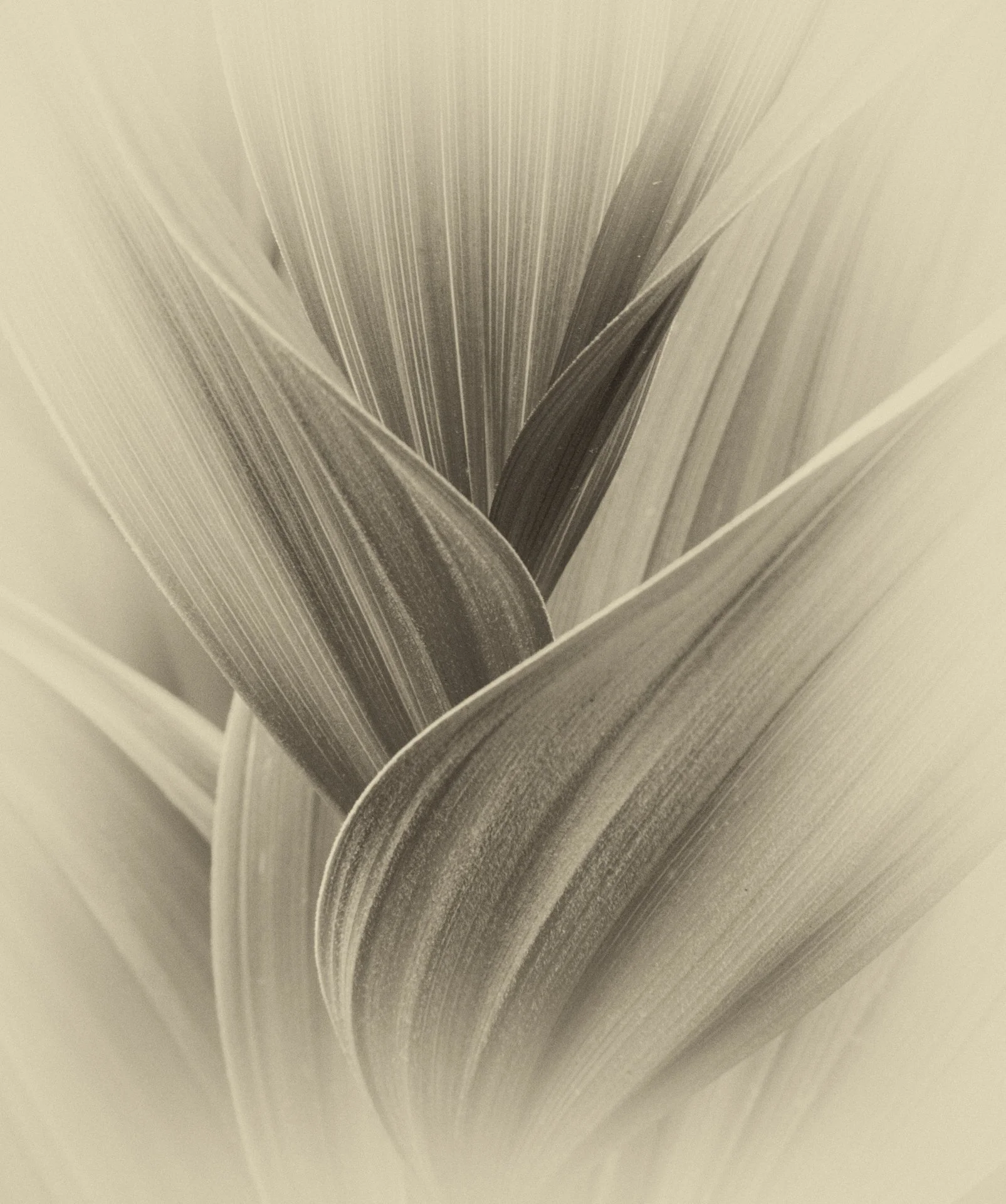 Rocky Mountain Greenery