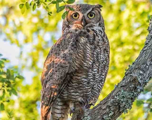 Great Horned Owl - Bill Boyd