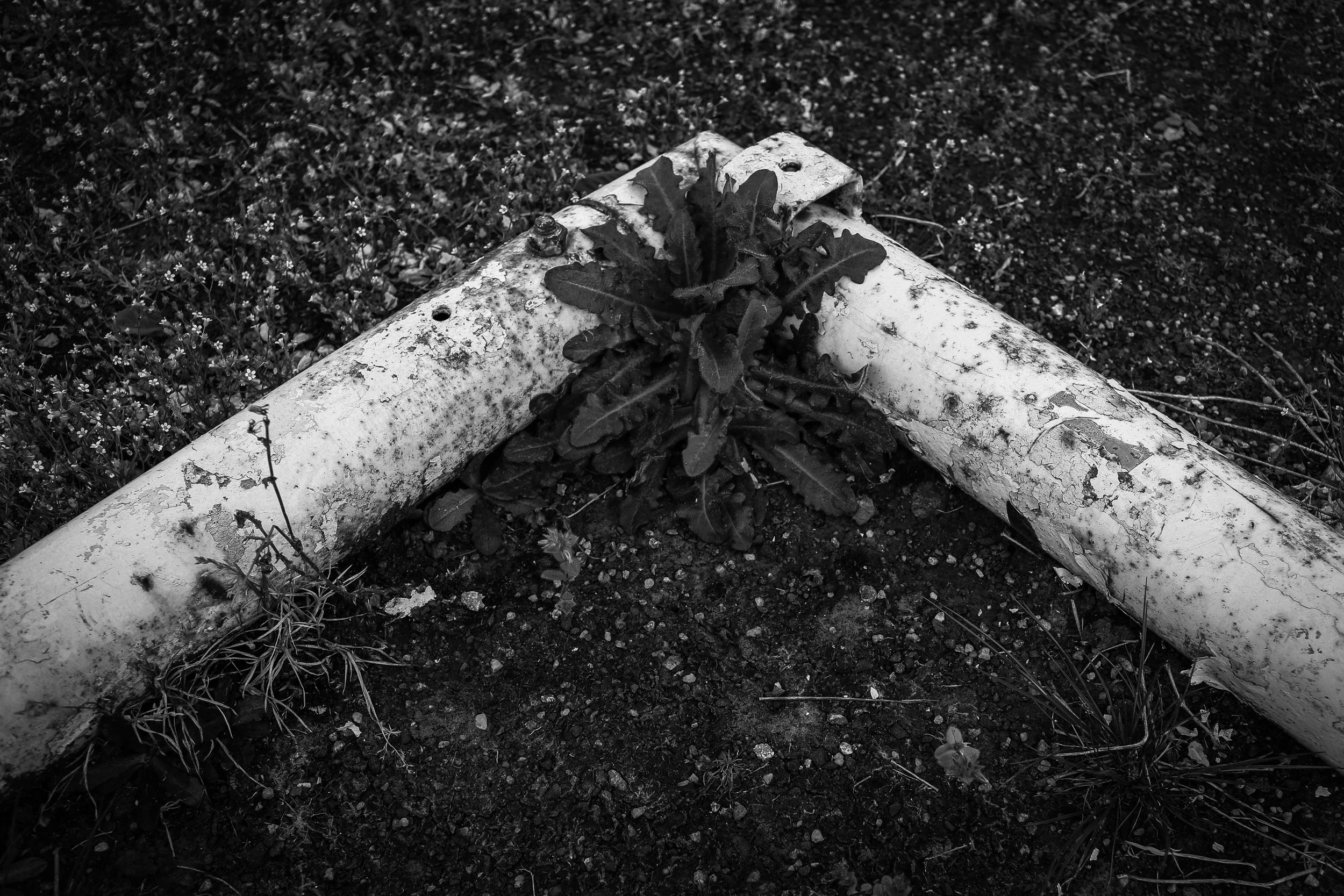A small plant growing between two weathered, fallen tree logs on dirt ground.