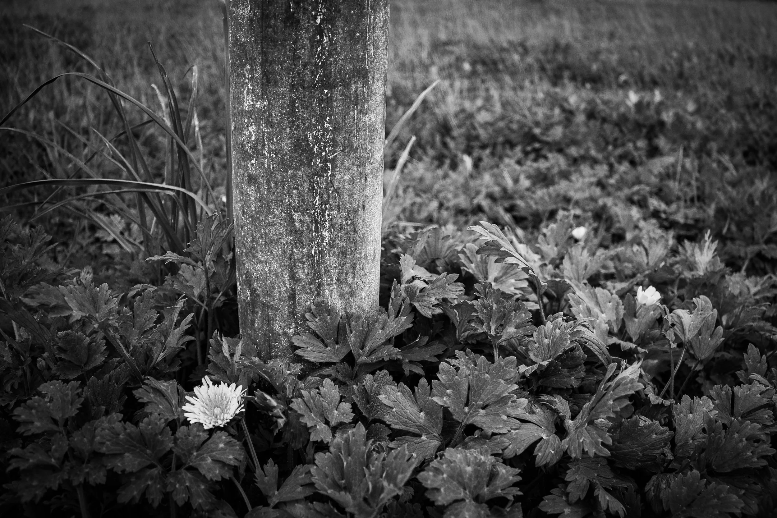 Black and white photograph of a tree trunk surrounded by dense ground cover with a single small flower in bloom.