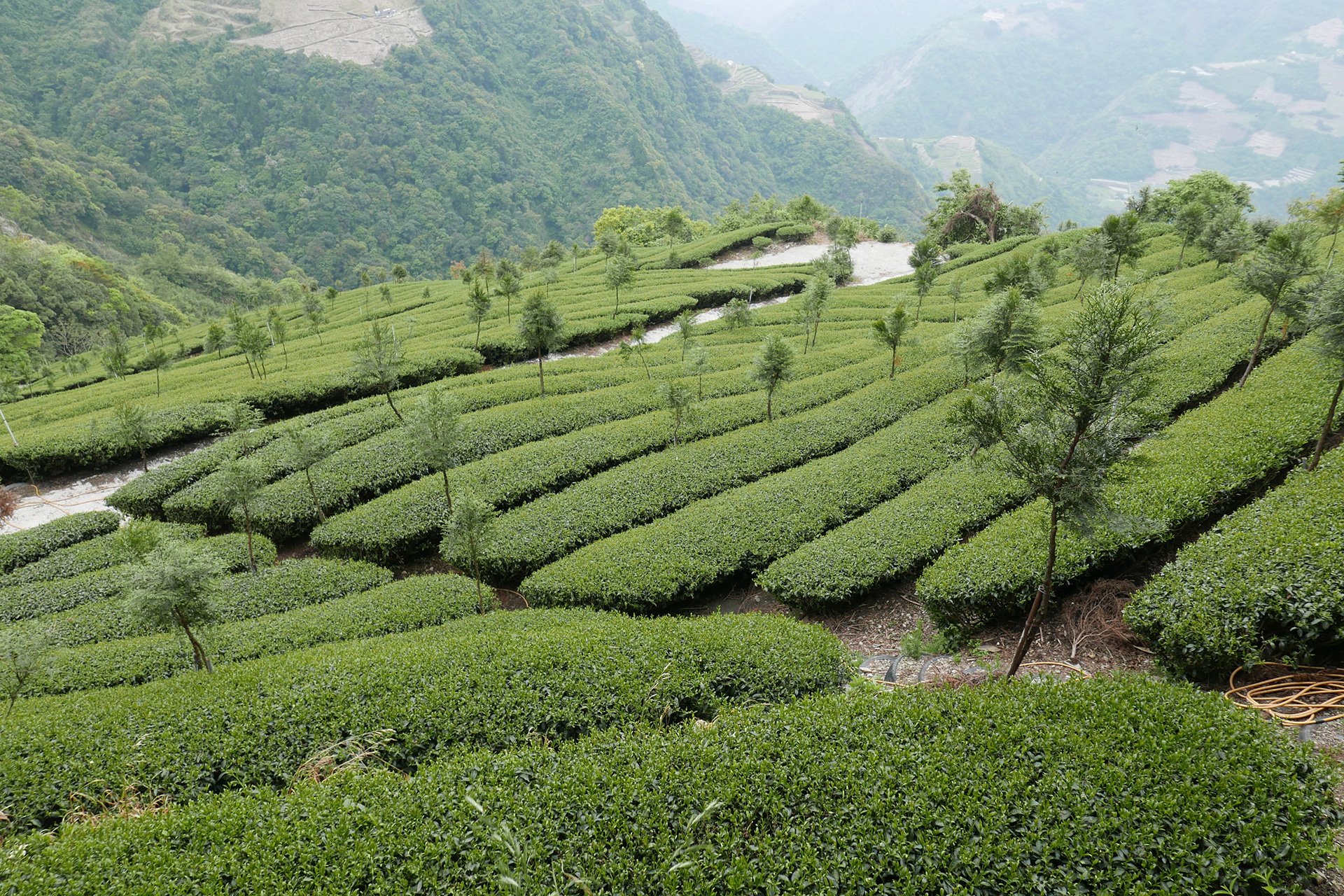 Elena-Liao-Te-Company-tea-garden.jpeg