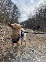 Rose Bridge Farm Hike