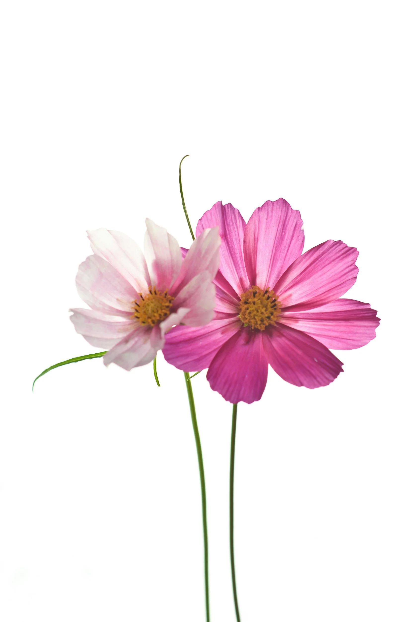 pink cosmos
