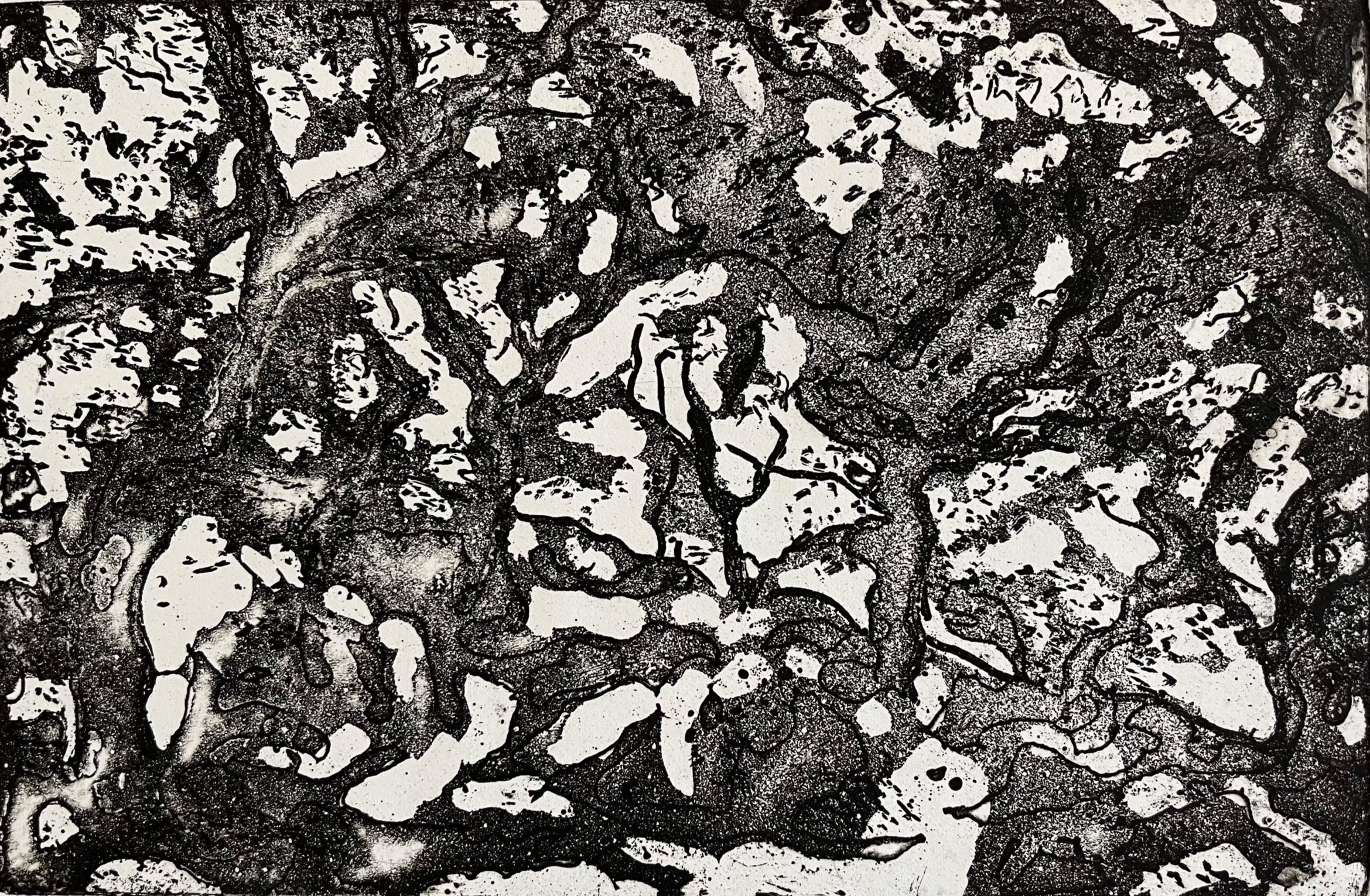 Oak Grove, Andalusia III, VE 4/10, etching with sugar lift, aquatint, 6 x 8 ¾, unframed $175