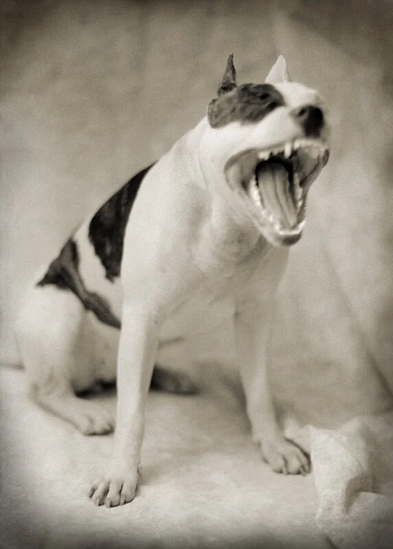 ChienLunatique.jpg