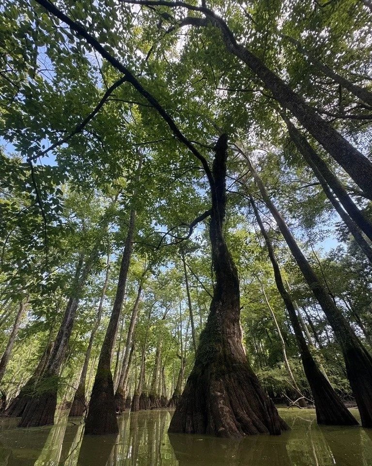 π Scouting the White and Cache River watersheds has uncovered incredible potential for paddle sport investment and events, and we’re excited about what’s ahead.
The Arkansas Delta is a treasure trove of outdoor experiences, not just fo