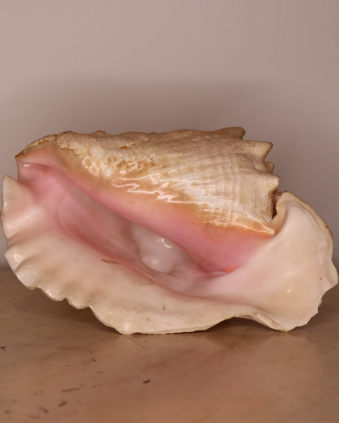 Seashell symbolism featured throughout the Moonlit Siren visual mythology.