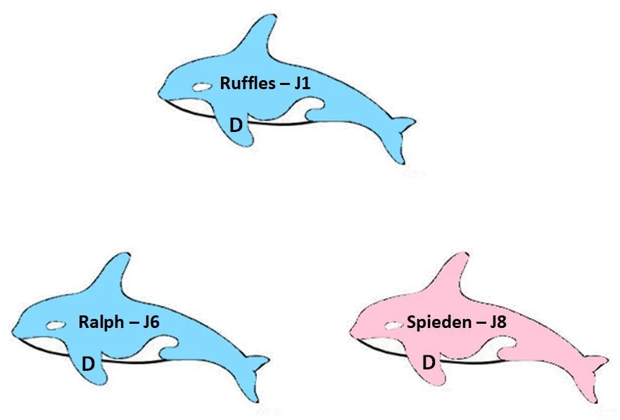 J-Pod Whales who predated known maternal lines.