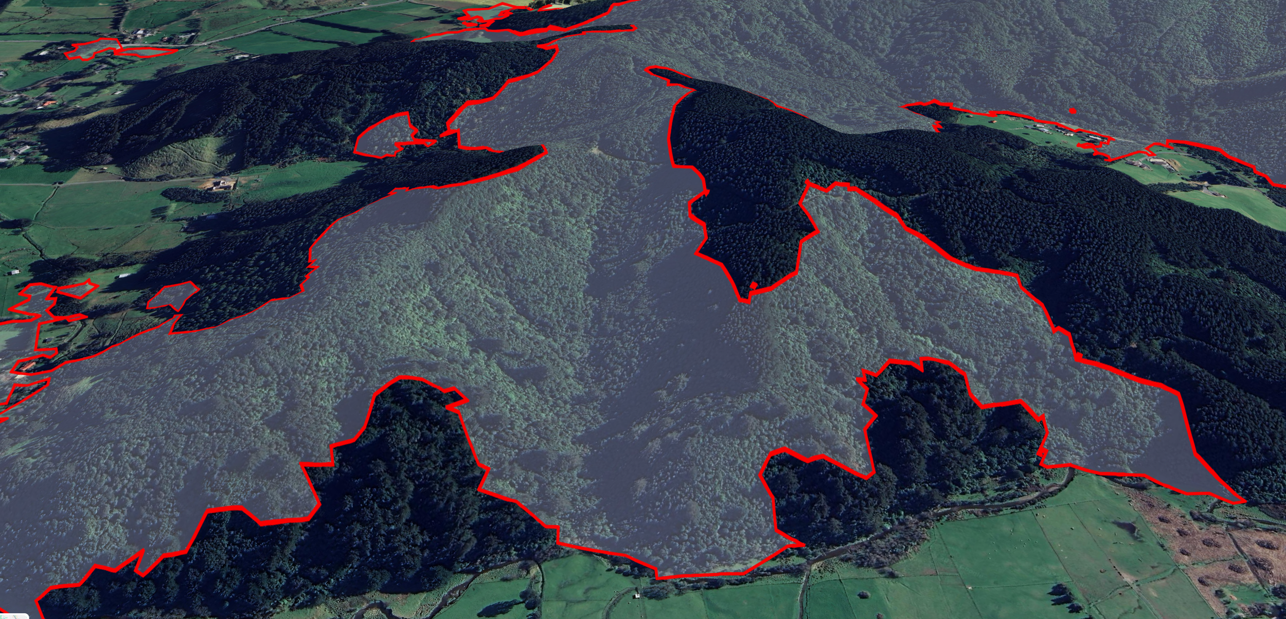 Observer native forest 2.png